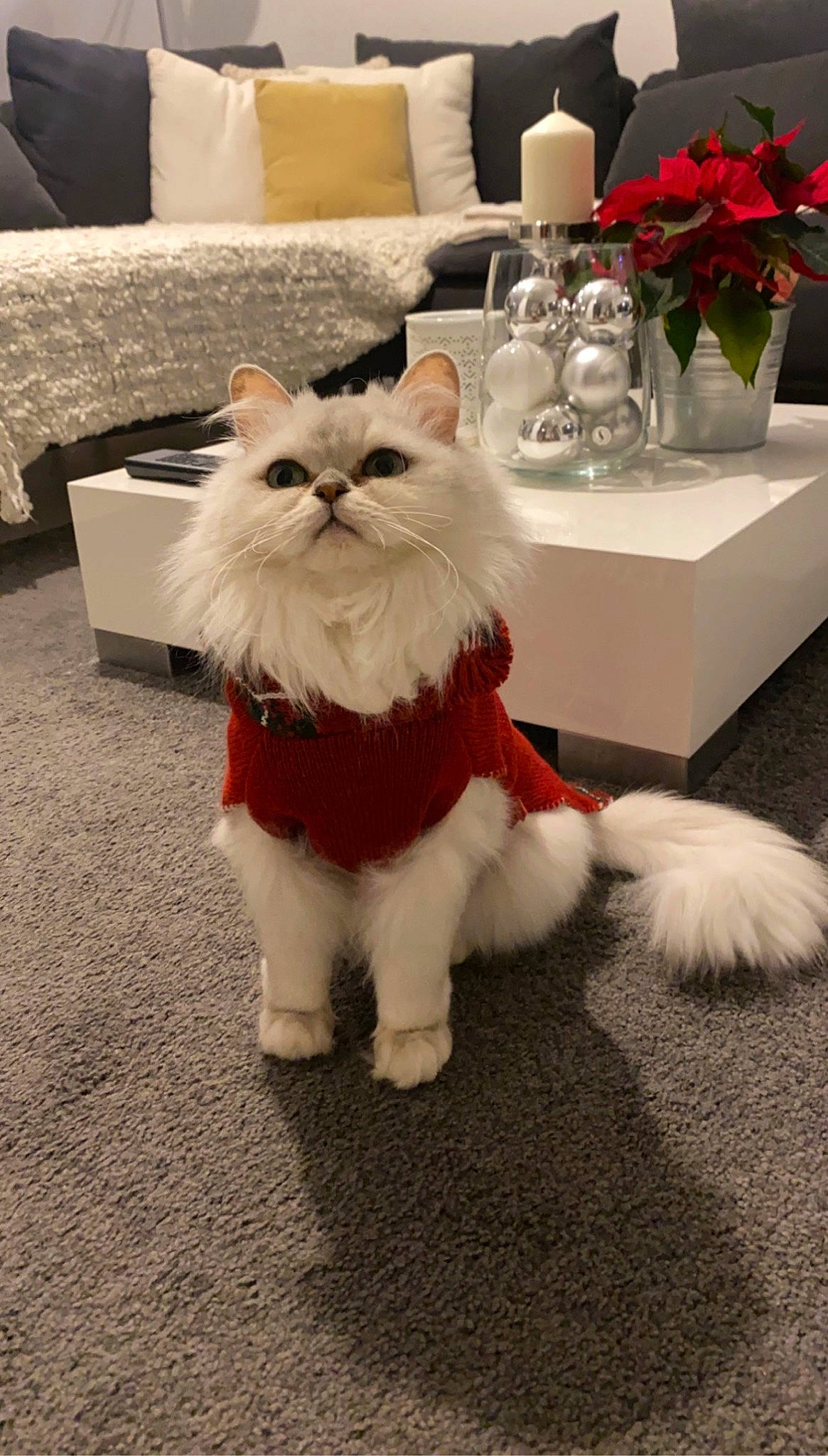 Onna participe au concours pour gagner de l'argent avec cette photo : carnivore, cat, chair, christmas, companion_dog, event, fawn, felidae, flooring, flower, fur, grey, rose, santa_claus, small_to_medium_sized_cats, table, tail, whiskers, white, wood