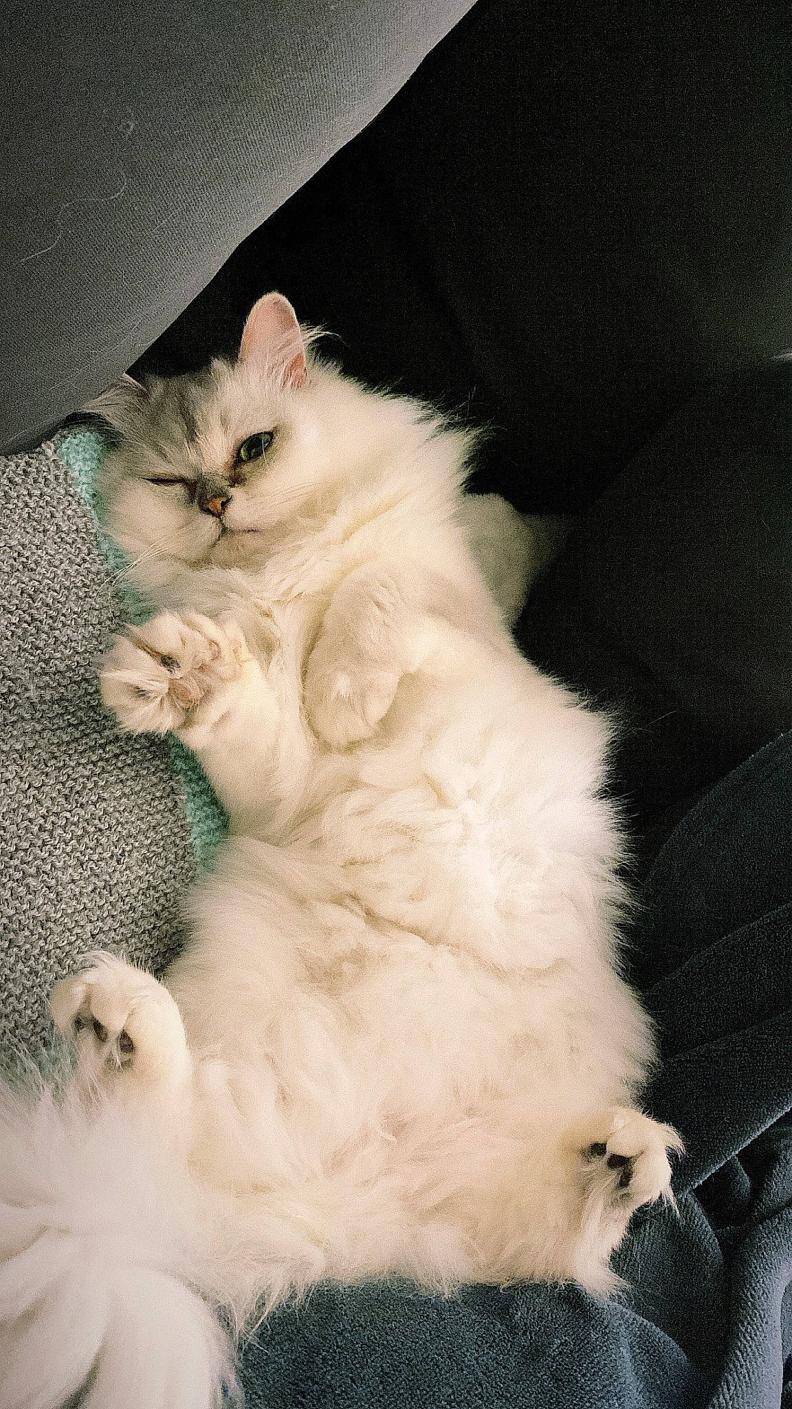 Onna participe au concours pour gagner de l'argent avec cette photo : british_longhair, carnivore, cat, claw, comfort, felidae, fur, paw, ragdoll, sitting, small_to_medium_sized_cats, tail, terrestrial_animal, whiskers