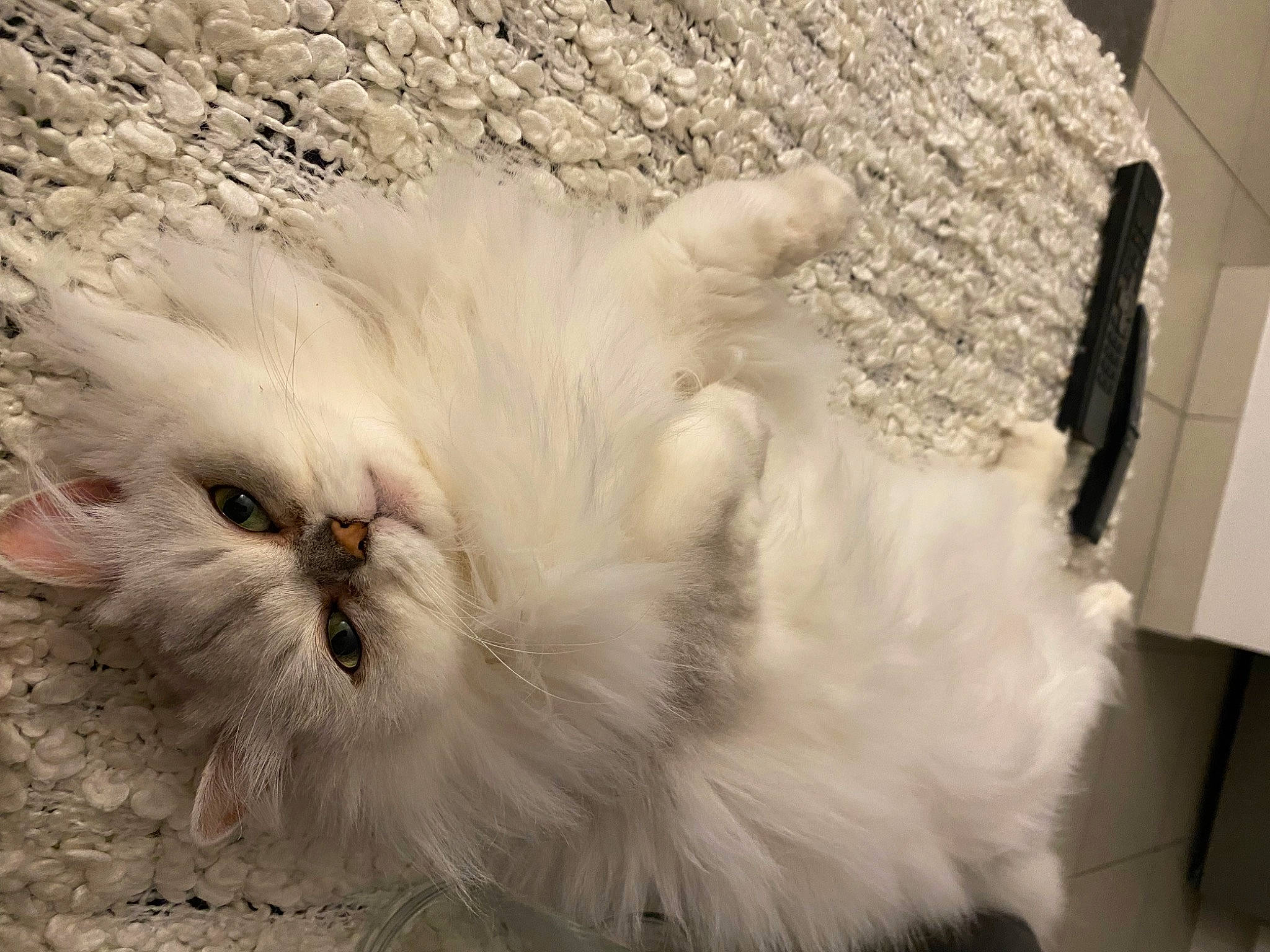 Onna a rejoint le concours — aidez-le/la à gagner de superbes lots ! beak, bird, british_longhair, carnivore, cat, claw, feather, felidae, fur, paw, persian, poultry, small_to_medium_sized_cats, snout, tail, terrestrial_animal, whiskers