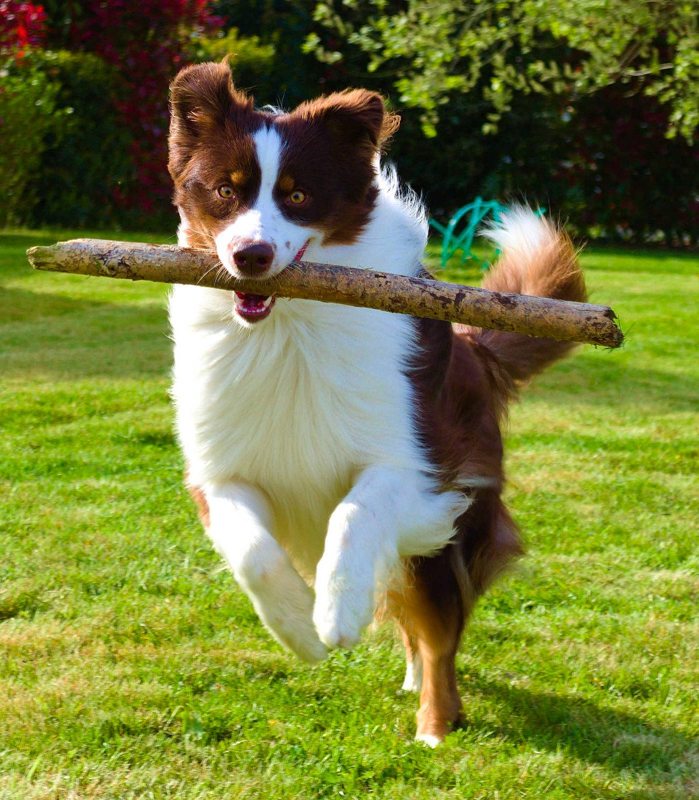 Sully participe au concours pour gagner de l'argent avec cette photo : animal_sports, border_collie, canidae, carnivore, chair, companion_dog, dog, dog_breed, dog_sports, grass, herding_dog, plant, recreation, snout, sporting_group, tail, terrestrial_animal, tree, working_animal, working_dog