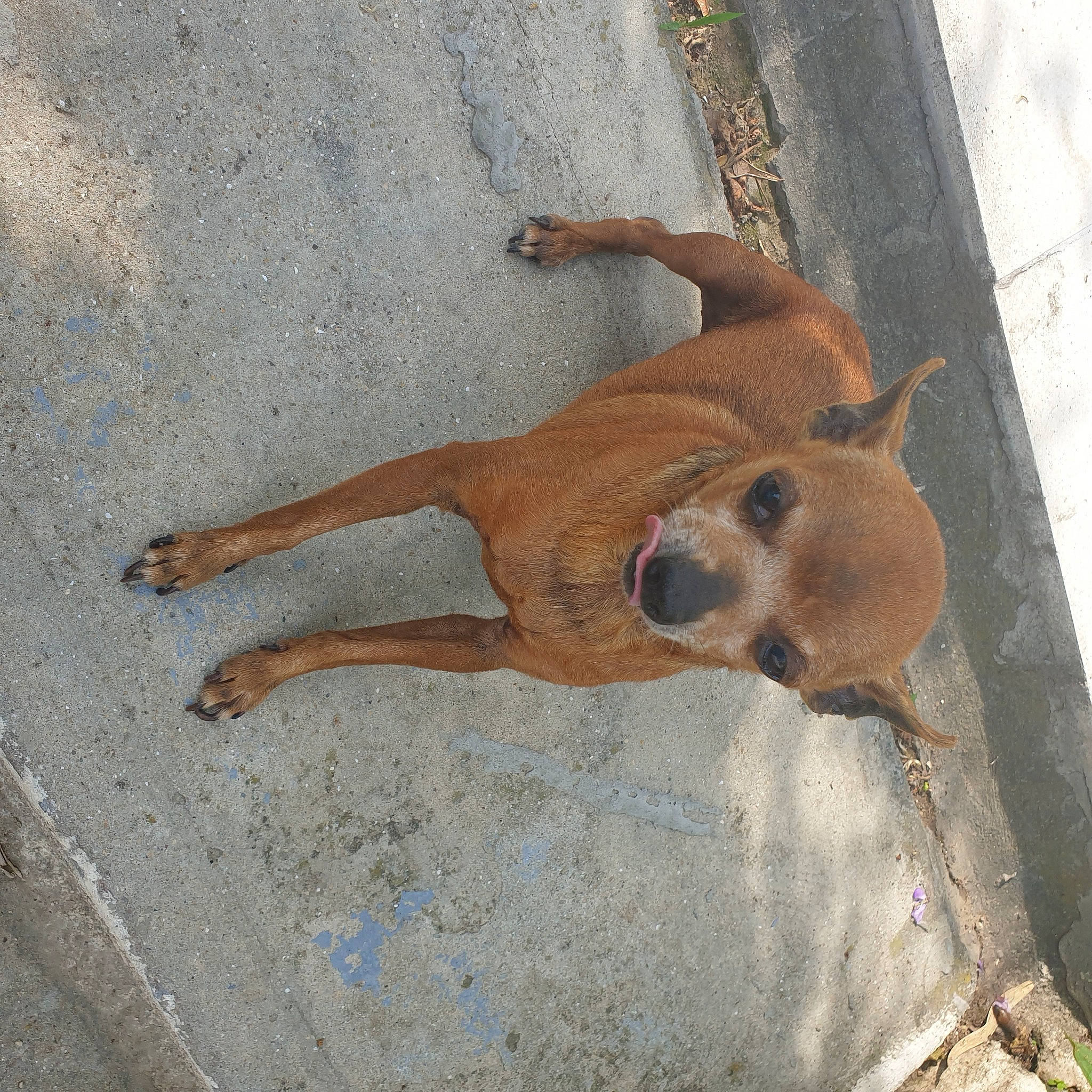 Gomette a rejoint le concours — aidez-le/la à gagner de superbes lots ! canidae, carnivore, companion_dog, dog, dog_breed, fawn, hunting_dog, sporting_group, tail, terrestrial_animal, wood, working_animal