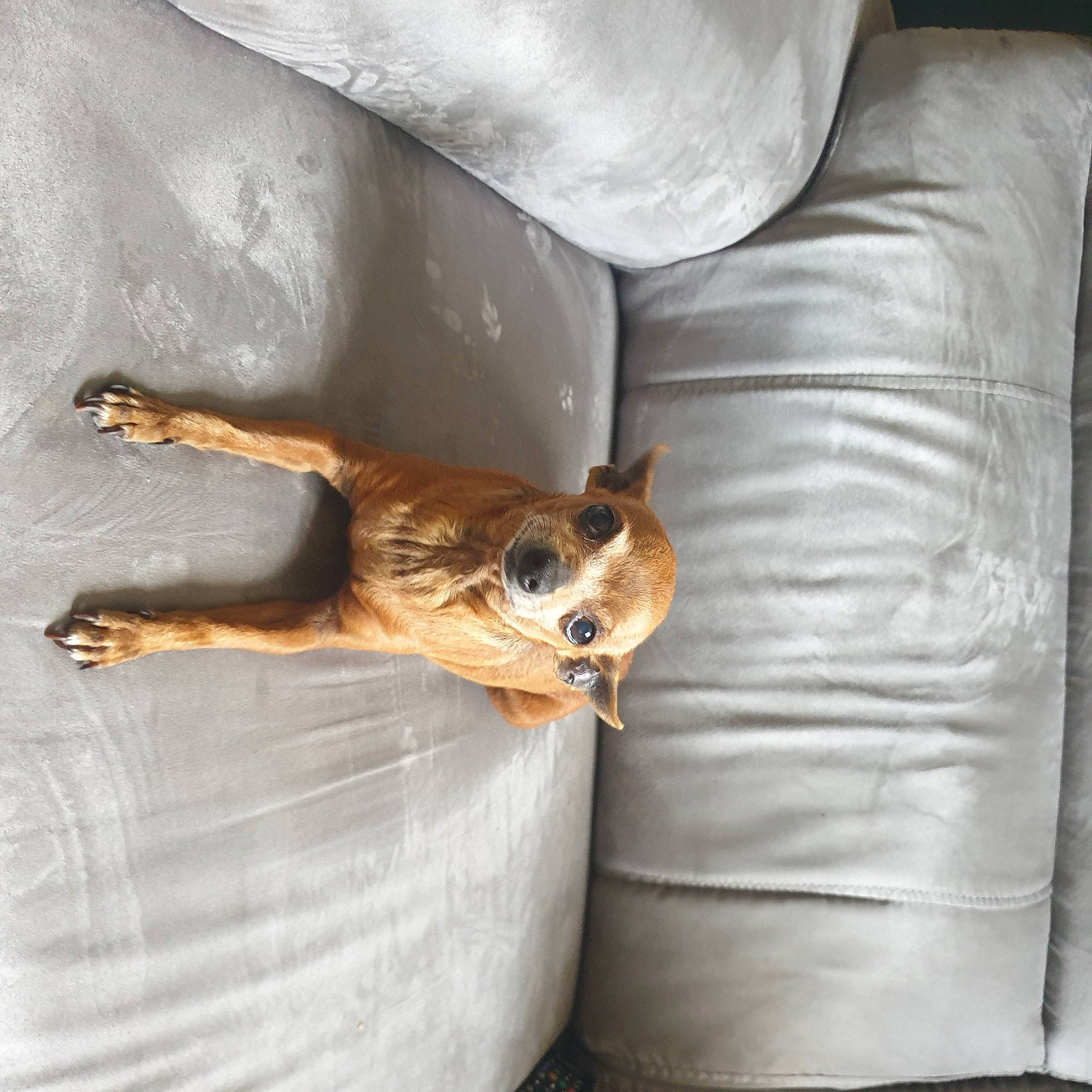 Gomette participe au concours pour gagner de l'argent avec cette photo : armrest, canidae, carnivore, chair, comfort, companion_dog, couch, dog, dog_breed, fawn, fur, human_leg, linens, paw, sporting_group, tail, toy_dog, vehicle_door, whiskers, working_animal