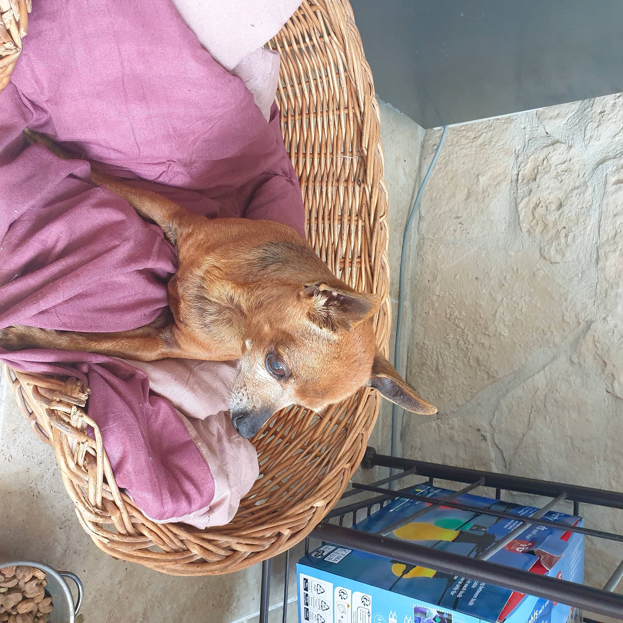 Gomette a rejoint le concours — aidez-le/la à gagner de superbes lots ! basket, box, child, fawn, felidae, fur, hat, linens, sitting, small_to_medium_sized_cats, storage_basket, thread, visual_arts, whiskers, wicker, wildlife, wood