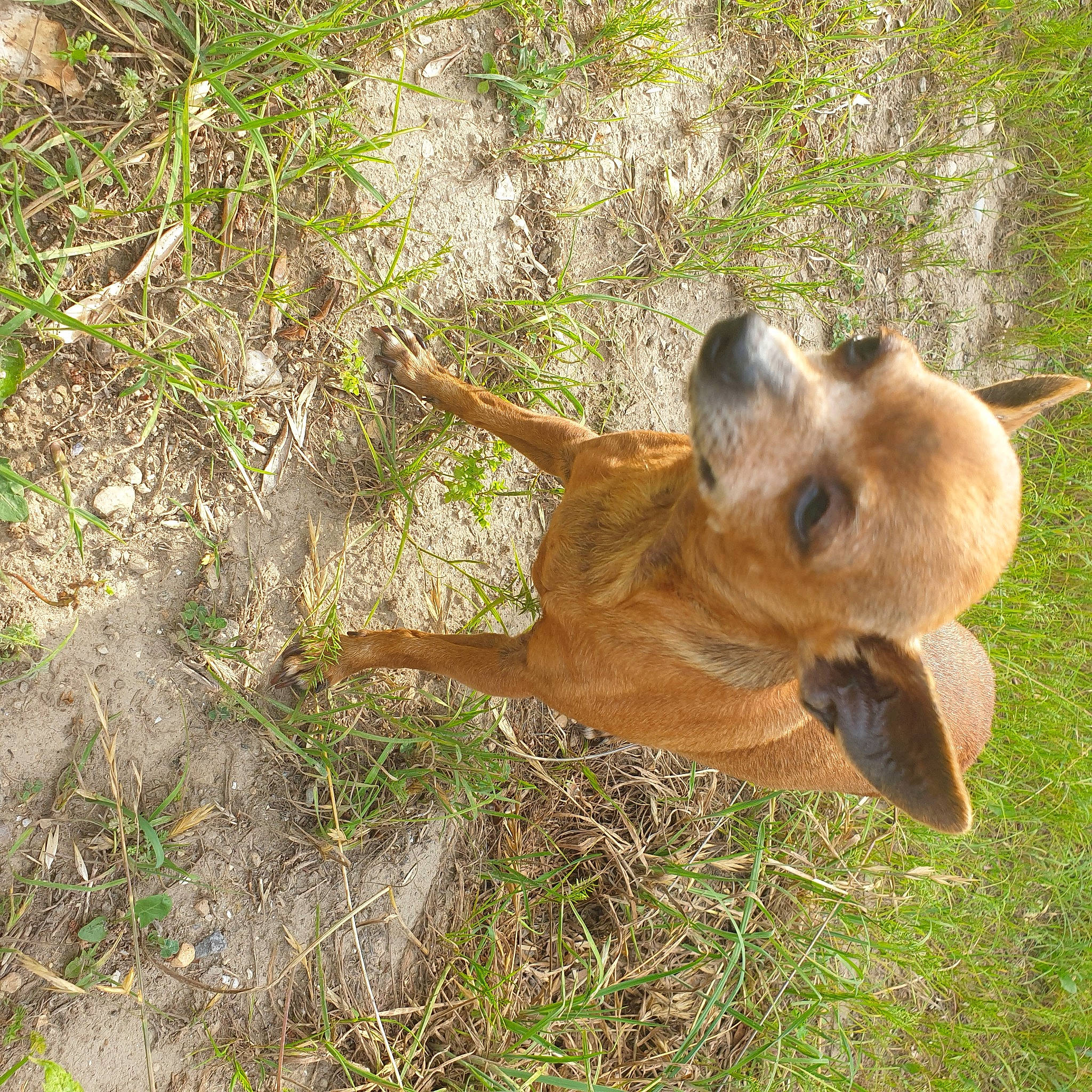 Gomette a rejoint le concours — aidez-le/la à gagner de superbes lots ! canidae, carnivore, companion_dog, dog, dog_breed, grass, lion, liver, paw, plant, soil, sporting_group, tail, terrestrial_animal, trunk, wildlife, wood, working_animal