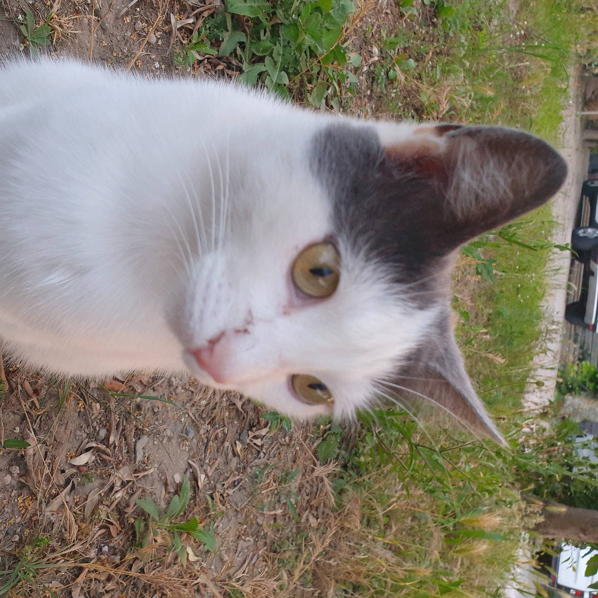 Prada a rejoint le concours — aidez-le/la à gagner de superbes lots ! carnivore, cat, domestic_short_haired_cat, fawn, felidae, fur, grass, groundcover, herb, herbaceous_plant, plant, shrub, small_to_medium_sized_cats, snout, tail, terrestrial_animal, tree, whiskers