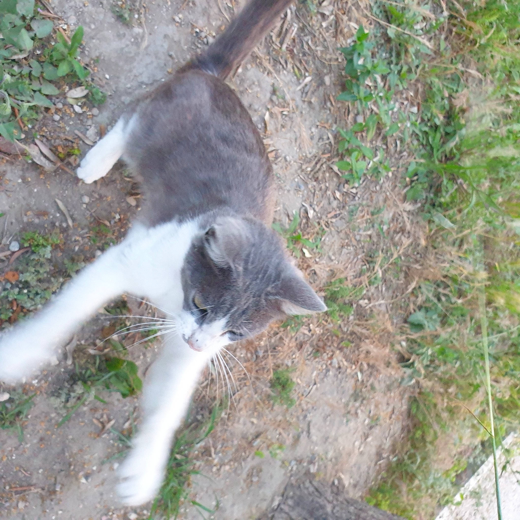 Hives participe au concours pour gagner de l'argent avec cette photo : carnivore, cat, dog_breed, domestic_short_haired_cat, felidae, fur, grass, groundcover, paw, plant, small_to_medium_sized_cats, soil, tail, terrestrial_animal, whiskers