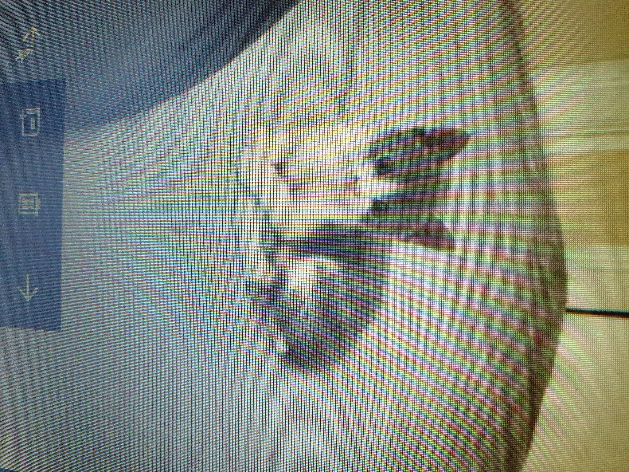 Hives a rejoint le concours — aidez-le/la à gagner de superbes lots ! carnivore, cat, companion_dog, display_device, dog_breed, fawn, felidae, font, fur, linens, multimedia, pattern, paw, pet_supply, room, small_to_medium_sized_cats, square, tail, visual_arts, whiskers