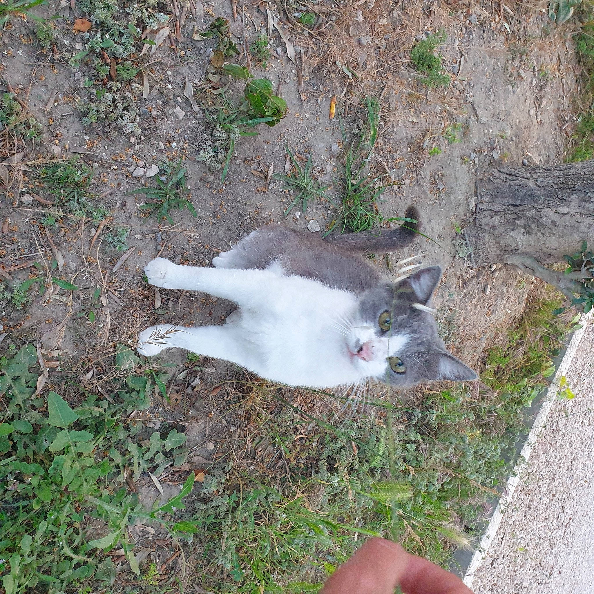 Hives a rejoint le concours — aidez-le/la à gagner de superbes lots ! canidae, carnivore, cat, dog_breed, domestic_short_haired_cat, felidae, fur, grass, groundcover, paw, plant, small_to_medium_sized_cats, snout, sporting_group, tail, terrestrial_animal, thumb, whiskers