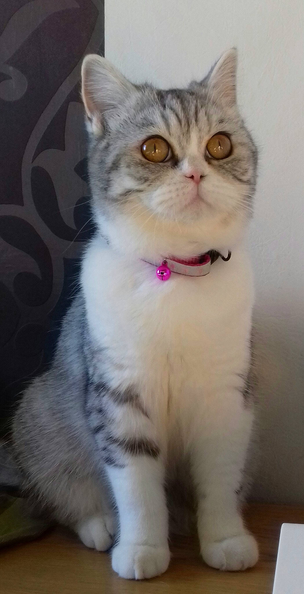 Michka a rejoint le concours — aidez-le/la à gagner de superbes lots ! carnivore, cat, domestic_short_haired_cat, felidae, fur, paw, small_to_medium_sized_cats, snout, tail, terrestrial_animal, whiskers, window