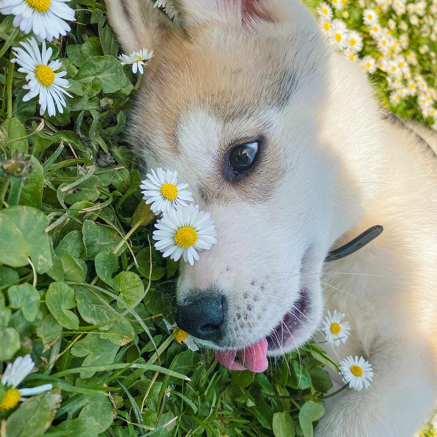 Stu a rejoint le concours — aidez-le/la à gagner de superbes lots ! adorable, animal, closeup, collar, cute, daisy, dog, ear, flower, fur, grass, greenery, nature, outdoor, pet, playful, puppy, relaxing, summer, tongue