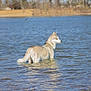dog, husky, water, lake, outdoor, animal, pet, nature, standing, shallow_water, blue_eyes, fur, leash, calm, landscape, reflection, sky, tree, summer, daytime