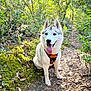 dog, husky, animal, pet, outdoor, forest, trail, greenery, moss, nature, canine, tongue_out, happy, sitting, leaves, sunlight, daylight, collar, harness, path