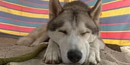 Stu participe au concours pour gagner de l'argent avec cette photo : dog, husky, sleeping, sand, paws, resting, closeup, pet, animal, outdoor, colorful_background, striped_fabric, relaxed, cute, fur, nose, ears, peaceful, summer, shade