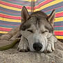 dog, husky, sleeping, sand, paws, resting, closeup, pet, animal, outdoor, colorful_background, striped_fabric, relaxed, cute, fur, nose, ears, peaceful, summer, shade