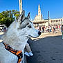 dog, siberian_husky, animal, pet, outdoor, daylight, blue_sky, harness, street, people, urban, architecture, monument, side_view, close_up, walking, canine, fence, leash, park