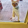 cat, curious, glass_door, outdoor, porch, paw, green_collar, bell, white_cat, orange_markings, concrete, brick_pillar, grass, pet, animal, domestic, standing, front_view, daytime, waiting