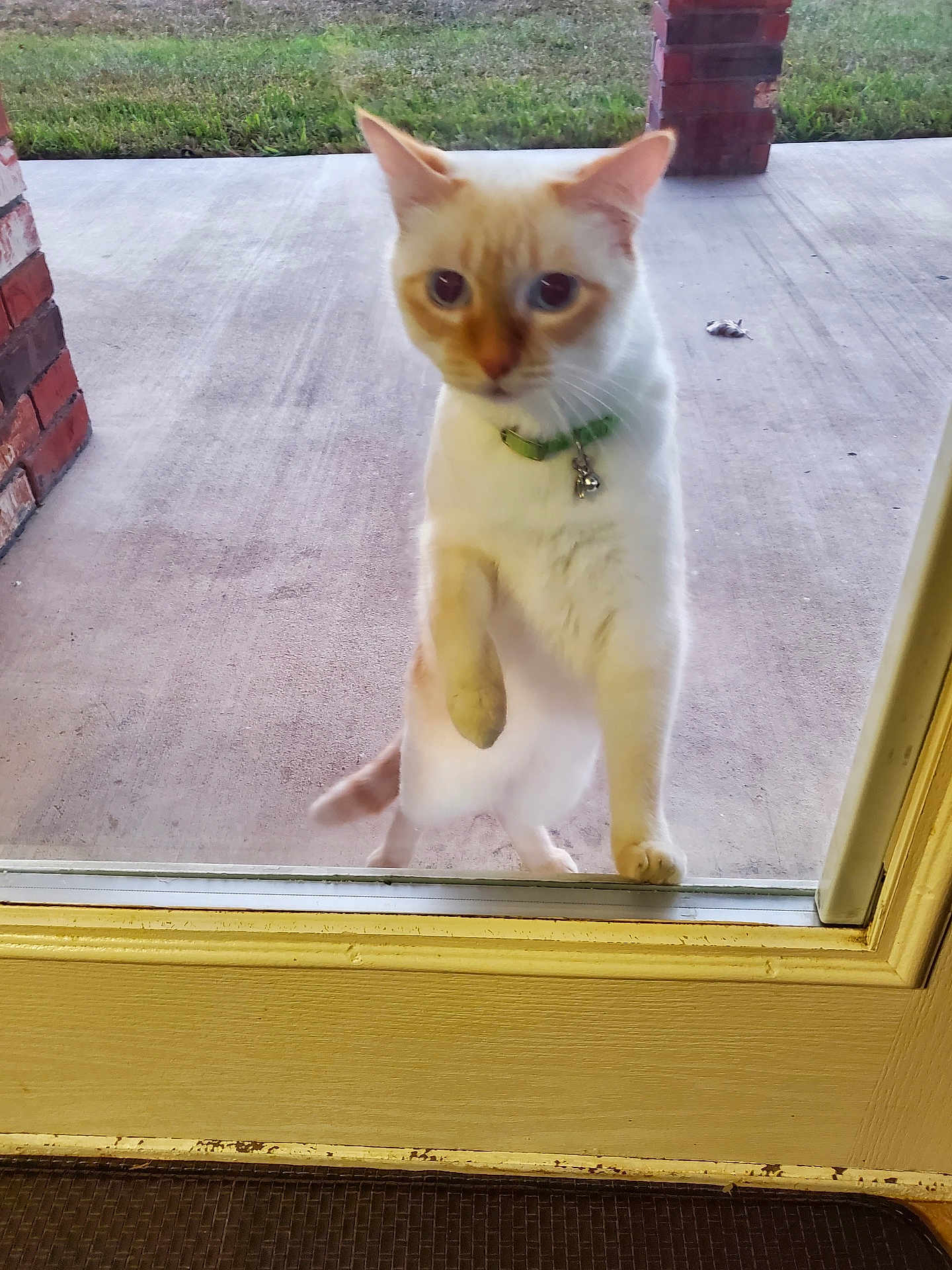 Clyde joined the competition — help win amazing prizes! cat, curious, glass_door, outdoor, porch, paw, green_collar, bell, white_cat, orange_markings, concrete, brick_pillar, grass, pet, animal, domestic, standing, front_view, daytime, waiting
