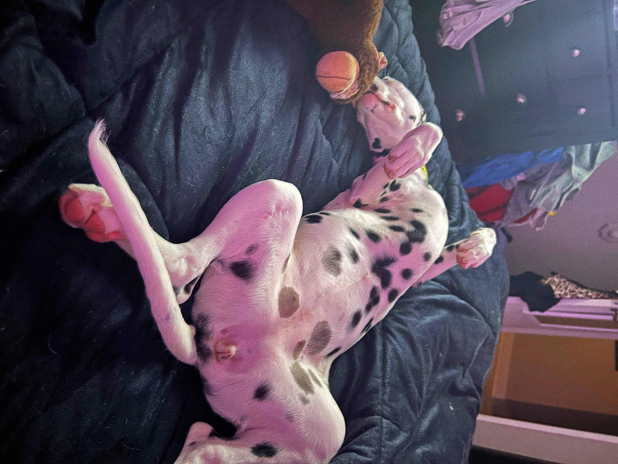 Roxy is registered to the contest to win money with this photo: comfort, companion_dog, dog, dog_breed, elbow, fawn, finger, foot, gesture, human_body, human_leg, knee, leg, nail, pink, purple, snout, tail, thigh, thumb