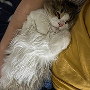 Milo is registered to the contest to win money with this photo: cat, fluffy, sleeping, pet, animal, white_fur, gray_fur, person, arm, yellow_shirt, blanket, cozy, indoor, resting, cute, feline, close_up, domestic_animal, comfort, nap