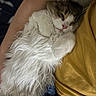 cat, fluffy, sleeping, pet, animal, white_fur, gray_fur, person, arm, yellow_shirt, blanket, cozy, indoor, resting, cute, feline, close_up, domestic_animal, comfort, nap