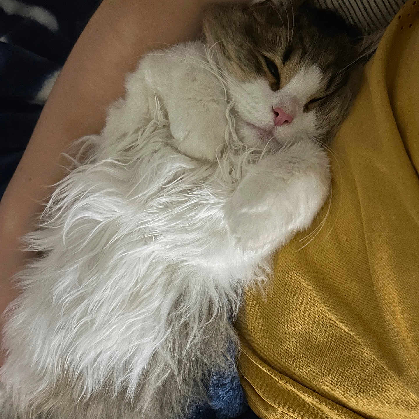 Milo is registered to the contest to win money with this photo: cat, fluffy, sleeping, pet, animal, white_fur, gray_fur, person, arm, yellow_shirt, blanket, cozy, indoor, resting, cute, feline, close_up, domestic_animal, comfort, nap