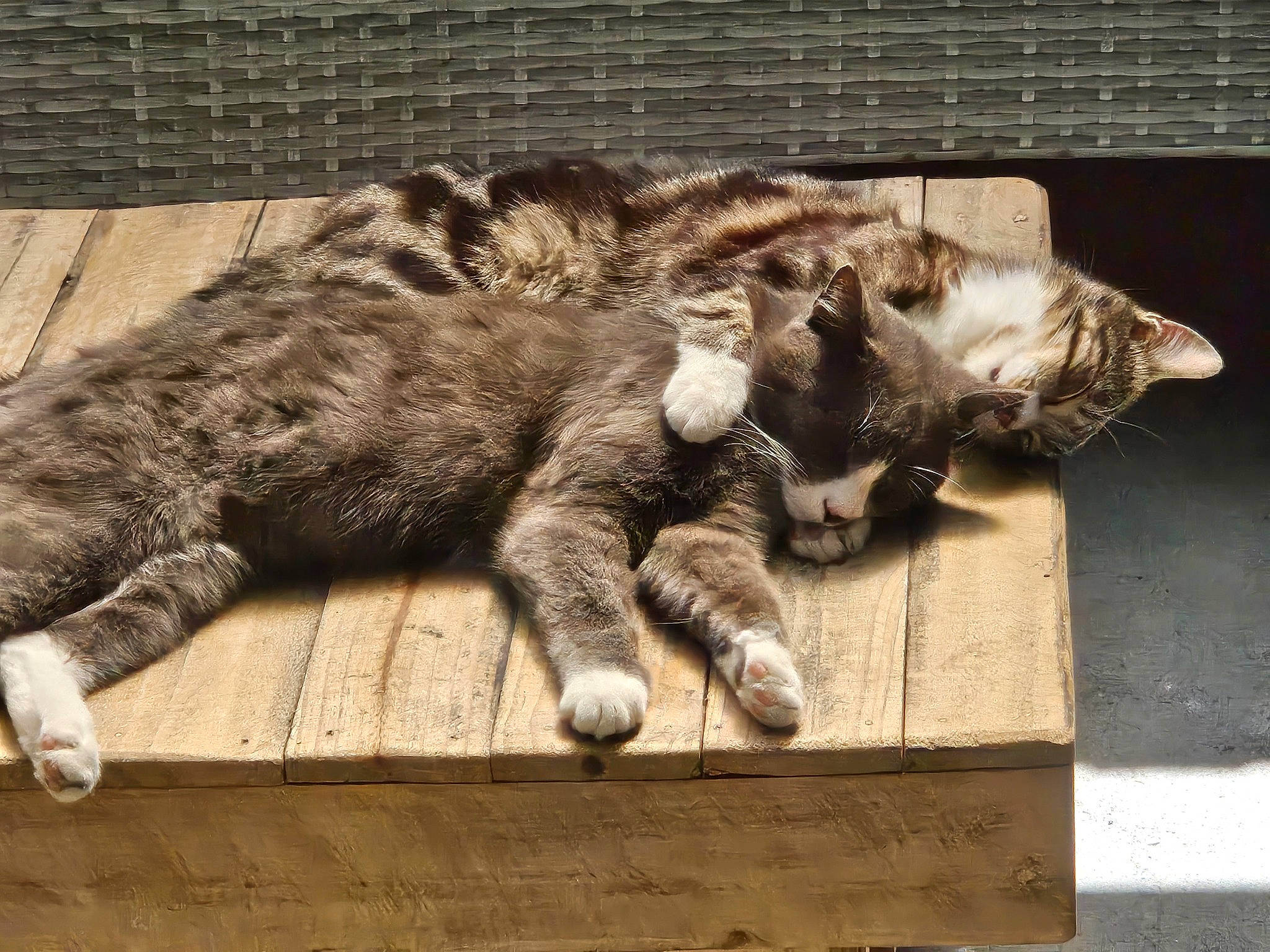 Milo is registered to the contest to win money with this photo: carnivore, cat, claw, comfort, domestic_short_haired_cat, felidae, foot, fur, grey, nap, paw, sleep, small_to_medium_sized_cats, snout, tail, terrestrial_animal, vertebrate, whiskers, wildlife, wood