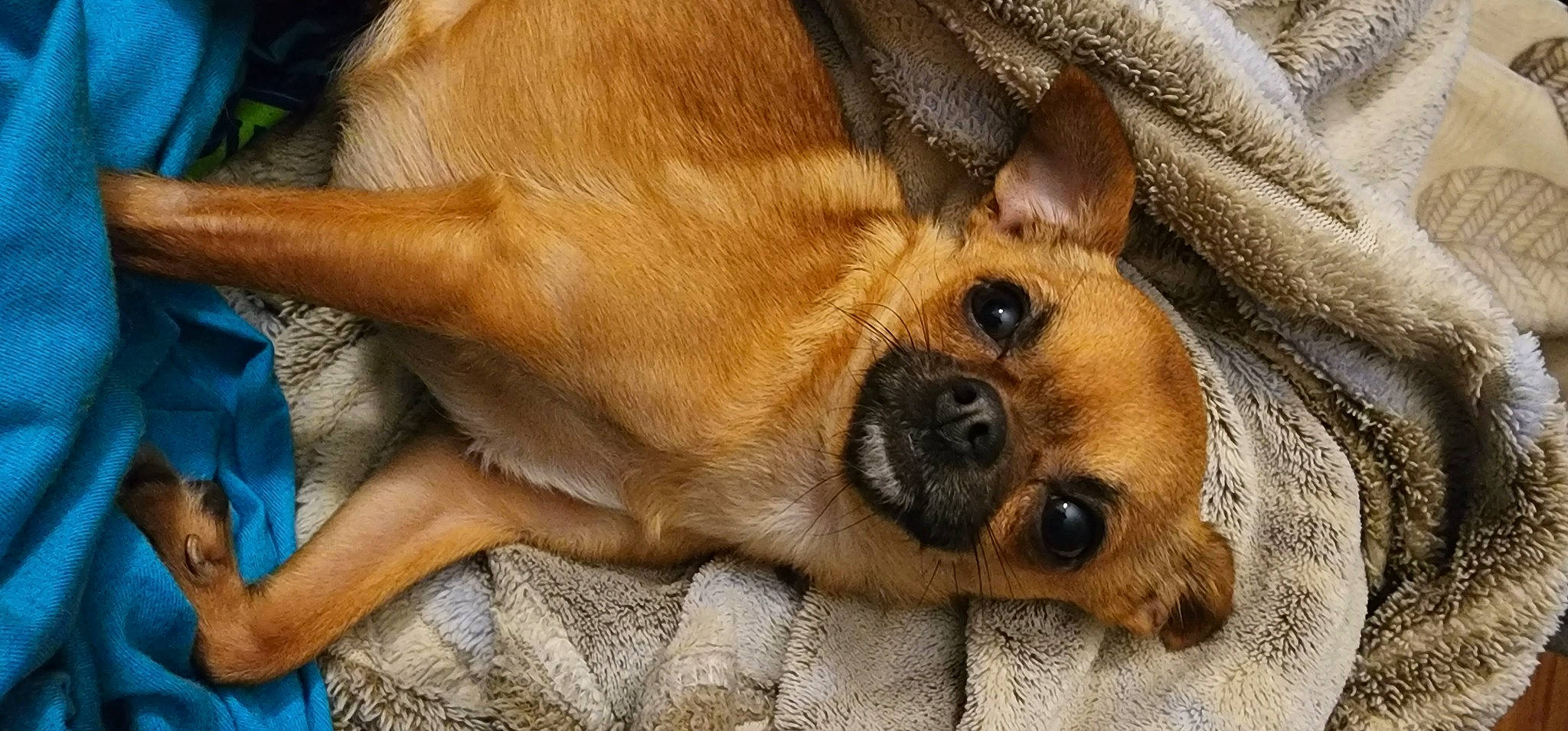 Flipflop joined the competition — help win amazing prizes! canidae, carnivore, clock, comfort, companion_dog, dog, dog_breed, ear, fawn, fur, non_sporting_group, paw, puppy, snout, sporting_group, street_dog, terrestrial_animal, whiskers, working_animal