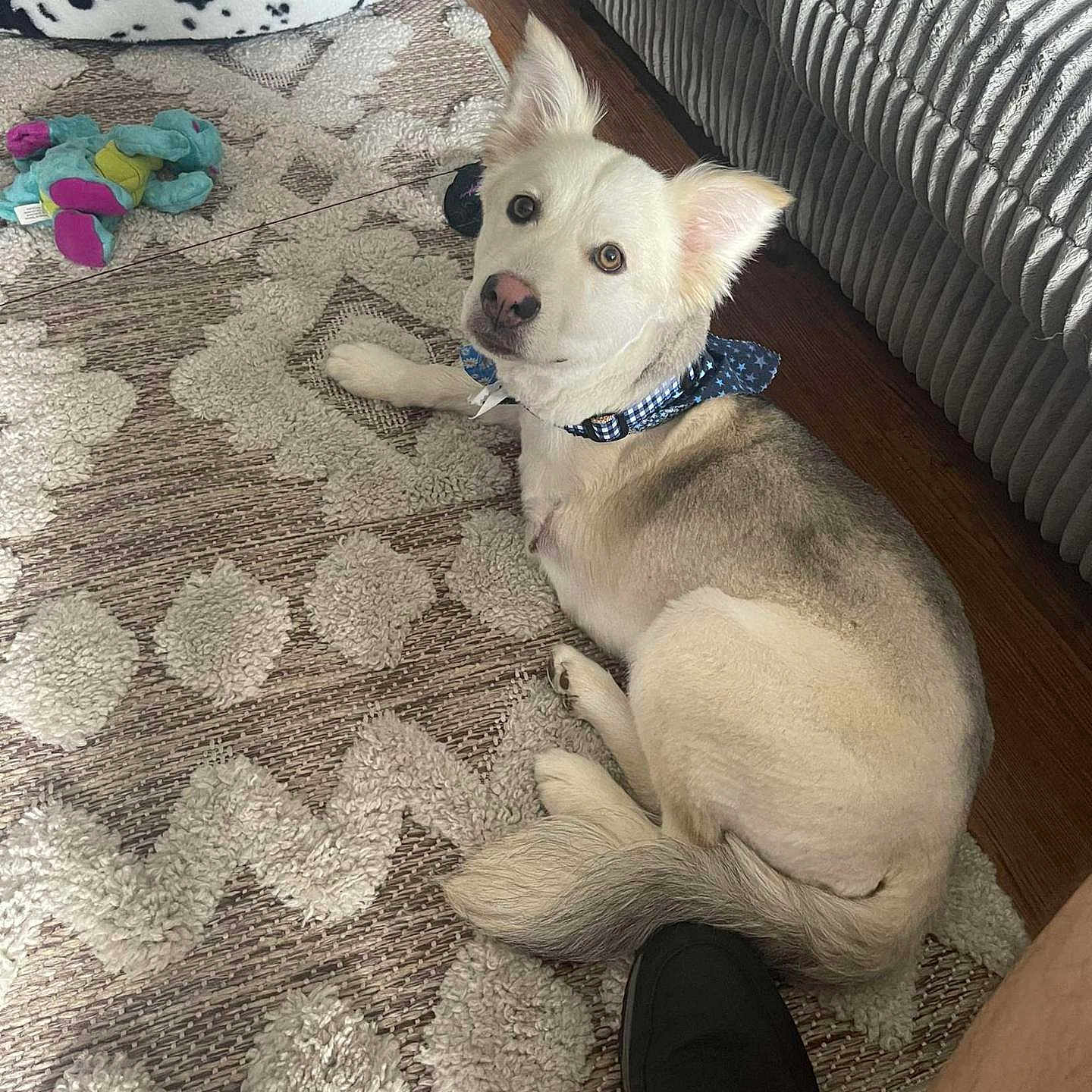 Whiskey is registered to the contest to win money with this photo: animal, blanket, canine, couch, cushion, dog, dogbed, eskimodog, furniture, homedecor, husky, pet, pillow, puppy, rug, whitedog
