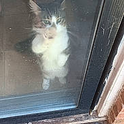 Milo is registered to the contest to win money with this photo: cat, glass_door, reflection, curious, standing, indoor, window, legs, door_frame, concrete, outdoor, pet, animal, feline, whiskers, paws, looking, blurred, dirty_glass, light