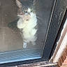 cat, glass_door, reflection, curious, standing, indoor, window, legs, door_frame, concrete, outdoor, pet, animal, feline, whiskers, paws, looking, blurred, dirty_glass, light