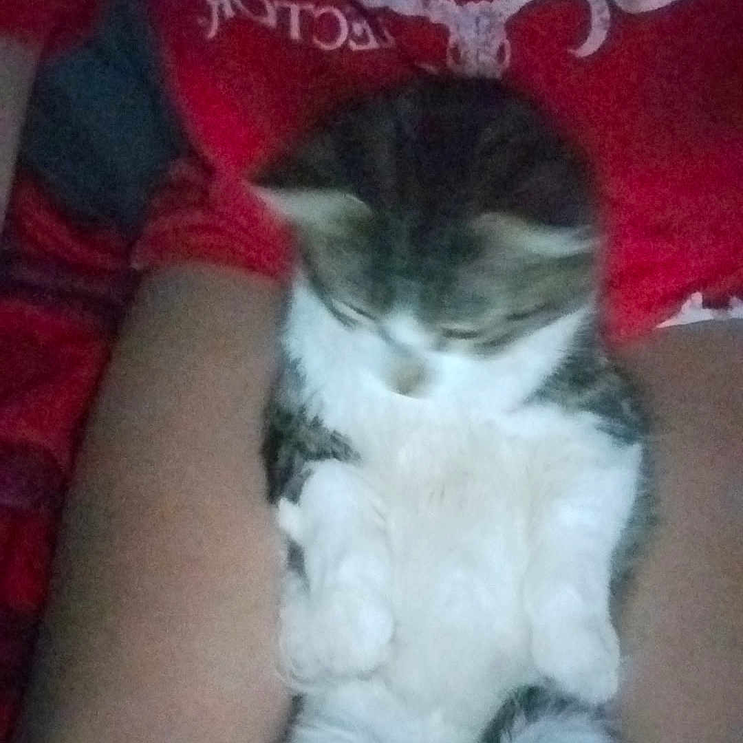 Milo