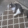 Milo Mckinley joined the competition — help win amazing prizes! animal, blurry, box, casual, cat, concrete_floor, feline, floor, foot, fur, gray, indoor, patterned_rug, paw, pet, puma_sandal, rug, sidewalk, sitting, white