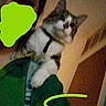 animal, brown_hair, casual, cat, collar, curious, dim_lighting, door, face_obscured, feline, green_jacket, indoor, person, pet, portrait, scribble, selfie, shoulder, wall, young_adult