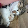 Milo Mckinley joined the competition — help win amazing prizes! animal, cat, closeup, comfort, content, cozy, cute, feline, fur, hand, home, indoor, nap, paw, pet, relaxation, resting, sleeping, soft, tabby