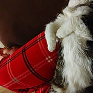 Milo Mckinley is registered to the contest to win money with this photo: animal, casual, cat, comfort, cozy, feline, fluffy, fur, heater, home, indoor, lap, pajamas, person, pet, plaid, red, relaxing, resting, wood_floor