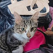 Milo Mckinley is registered to the contest to win money with this photo: cat, tabby, green_eyes, handbag, pink_fabric, purple_knit, black_bag, pet, indoor, closeup, fur, whiskers, ears, animal, domestic_cat, curious, sitting, texture, accessory, background