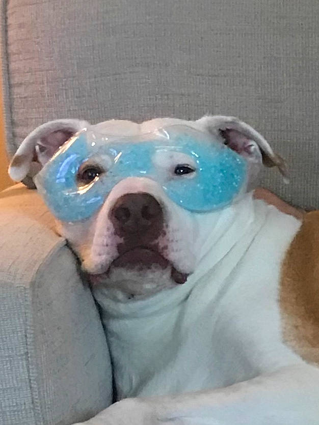 Cecil joined the competition — help win amazing prizes! american_bulldog, american_pit_bull_terrier, australian_bulldog, bulldog, canidae, carnivore, dog, dog_breed, fawn, mammal, non_sporting_group, old_english_bulldog, olde_english_bulldogge, pit_bull, rare_breed_dog, snout, toy_bulldog, valley_bulldog, vertebrate, white_english_bulldog