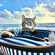Hubert a rejoint le concours — aidez-le/la à gagner de superbes lots ! beach, carrier, cat, closeup, clouds, curious, harness, kitten, ocean, outdoors, paws, pet, portrait, sky, striped, sunlight, tabby, travel, waves, whiskers