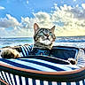 beach, carrier, cat, closeup, clouds, curious, harness, kitten, ocean, outdoors, paws, pet, portrait, sky, striped, sunlight, tabby, travel, waves, whiskers