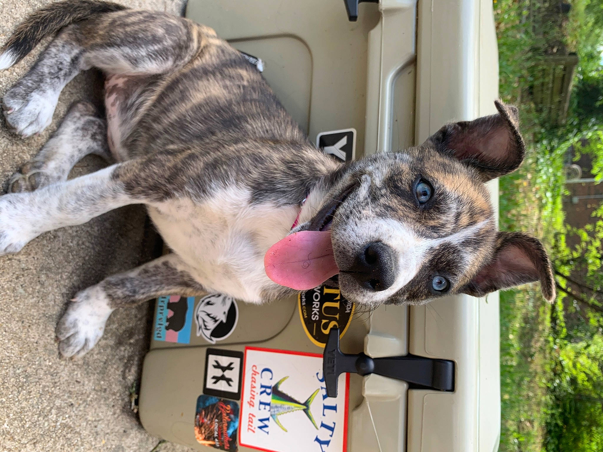 Gypsy Danger joined the competition — help win amazing prizes! canidae, carnivore, collar, dog, dog_breed, ear, feist, koolie, louisiana_catahoula_leopard_dog, lurcher, mammal, mountain_cur, snout, whippet