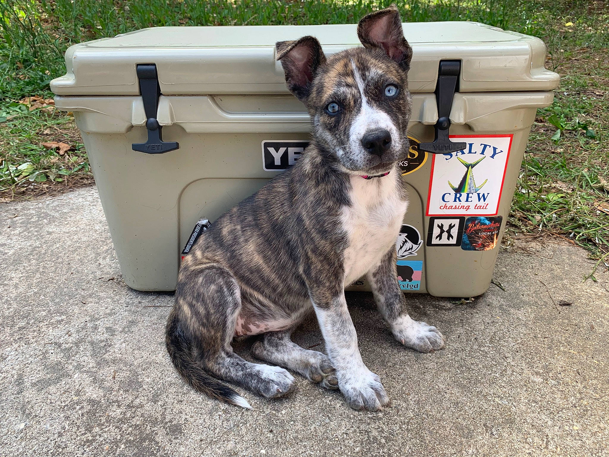 Gypsy Danger is registered to the contest to win money with this photo: canidae, carnivore, companion_dog, dog, dog_breed, fawn, mammal, non_sporting_group, puppy, snout