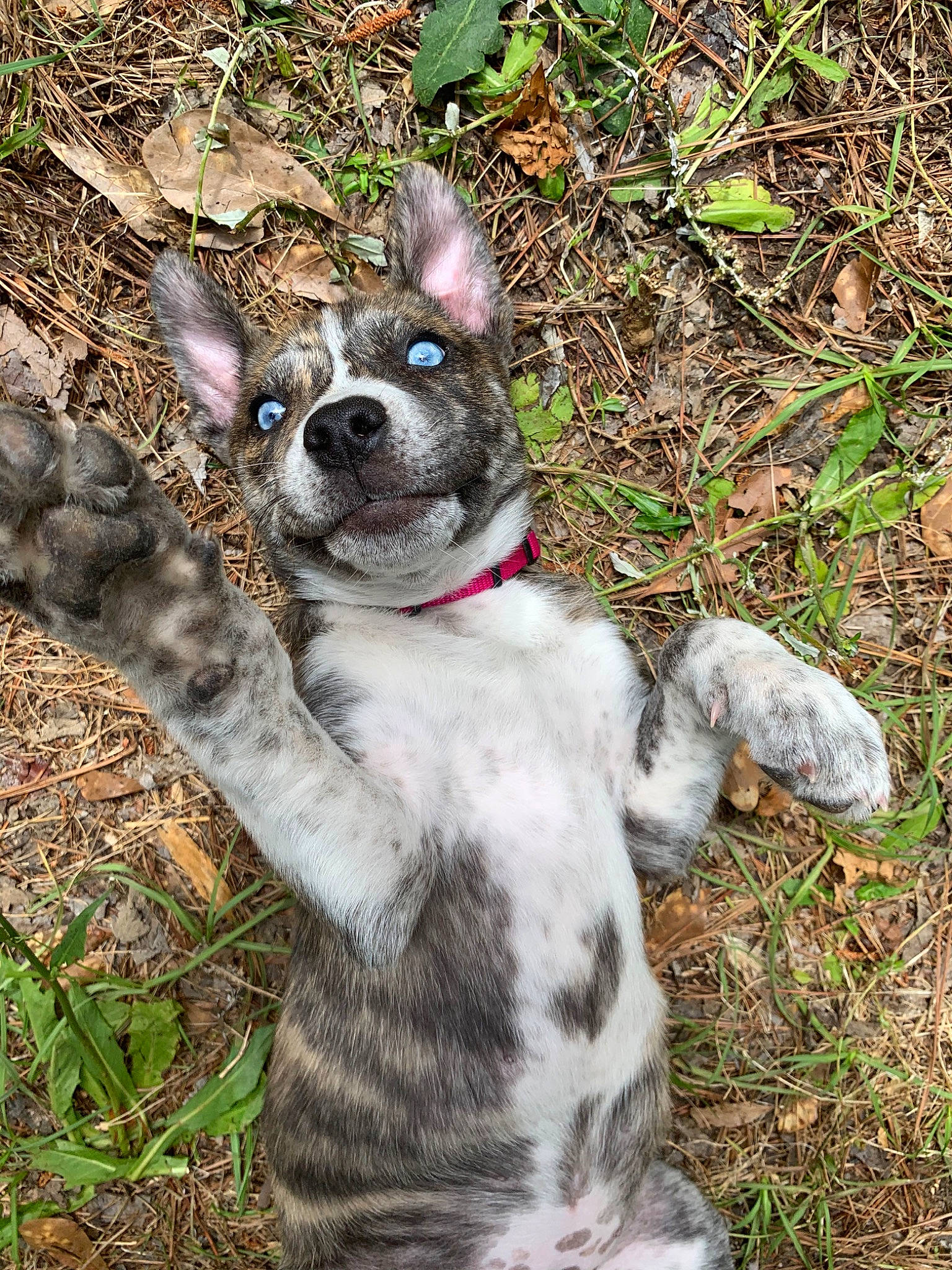 Gypsy Danger joined the competition — help win amazing prizes! canidae, carnivore, catahoula_bulldog, dog, dog_breed, fawn, grass, mammal, non_sporting_group, plant, puppy, snout, sporting_group, vertebrate, whiskers
