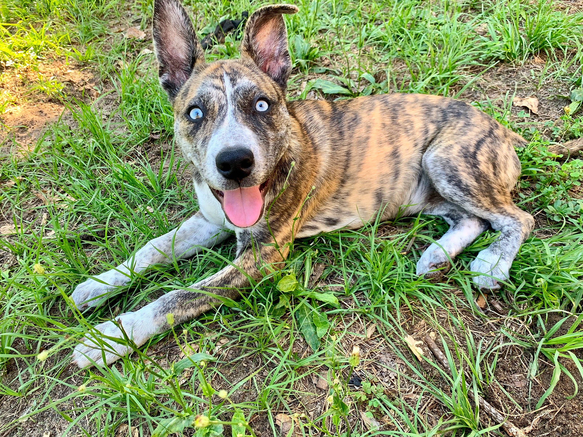 Gypsy Danger is registered to the contest to win money with this photo: alaunt, canidae, carnivore, catahoula_bulldog, cimarron_uruguayo, dog, dog_breed, fawn, grass, koolie, louisiana_catahoula_leopard_dog, mammal, mountain_cur, rare_breed_dog, treeing_tennessee_brindle, vertebrate