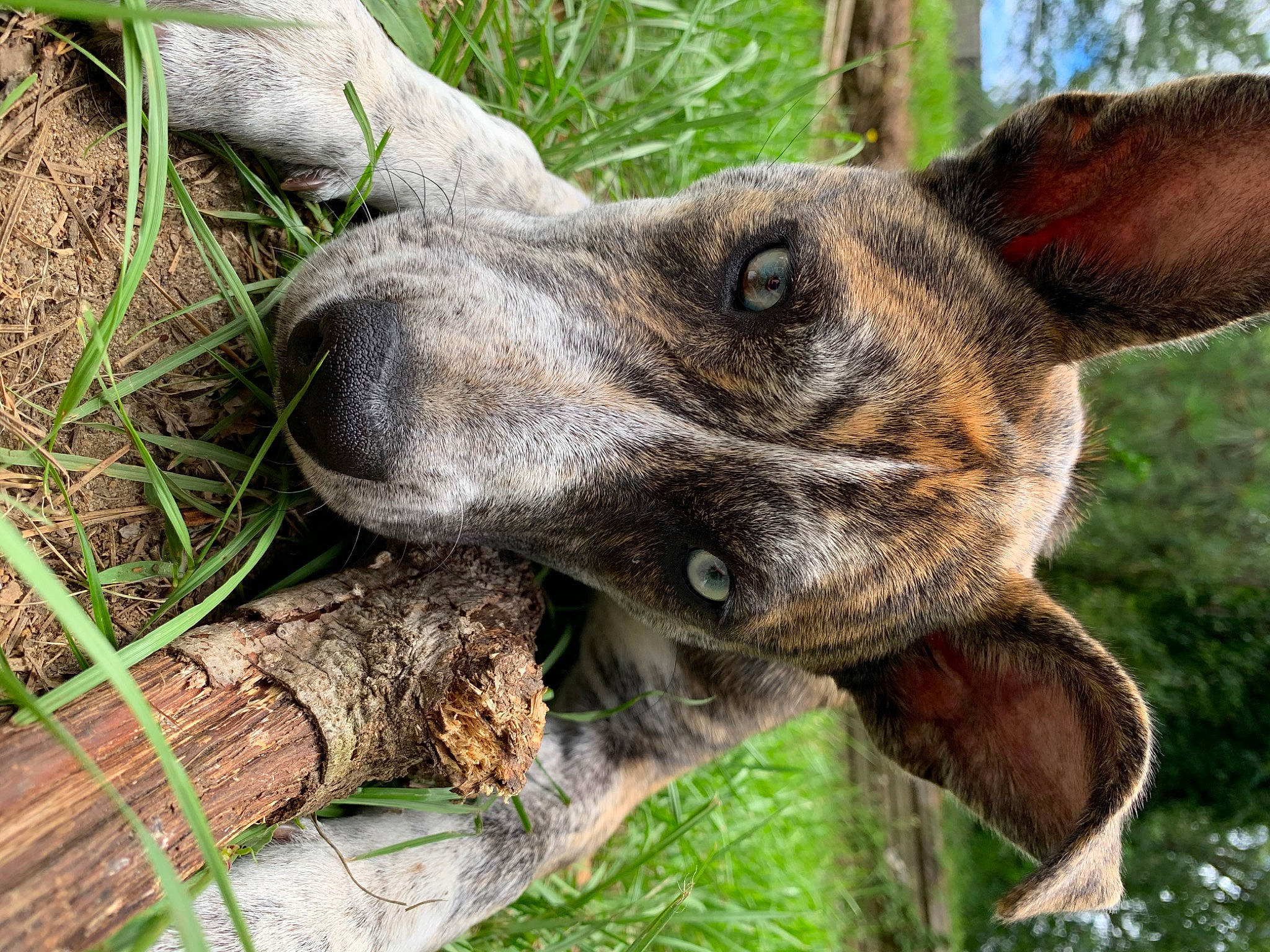 Gypsy Danger joined the competition — help win amazing prizes! alano_espanol, canidae, carnivore, cimarron_uruguayo, dog, dog_breed, dutch_shepherd_dog, fawn, fila_brasileiro, grass, hunting_dog, mammal, mountain_cur, plant, plott_hound, snout, treeing_tennessee_brindle, vertebrate, wood