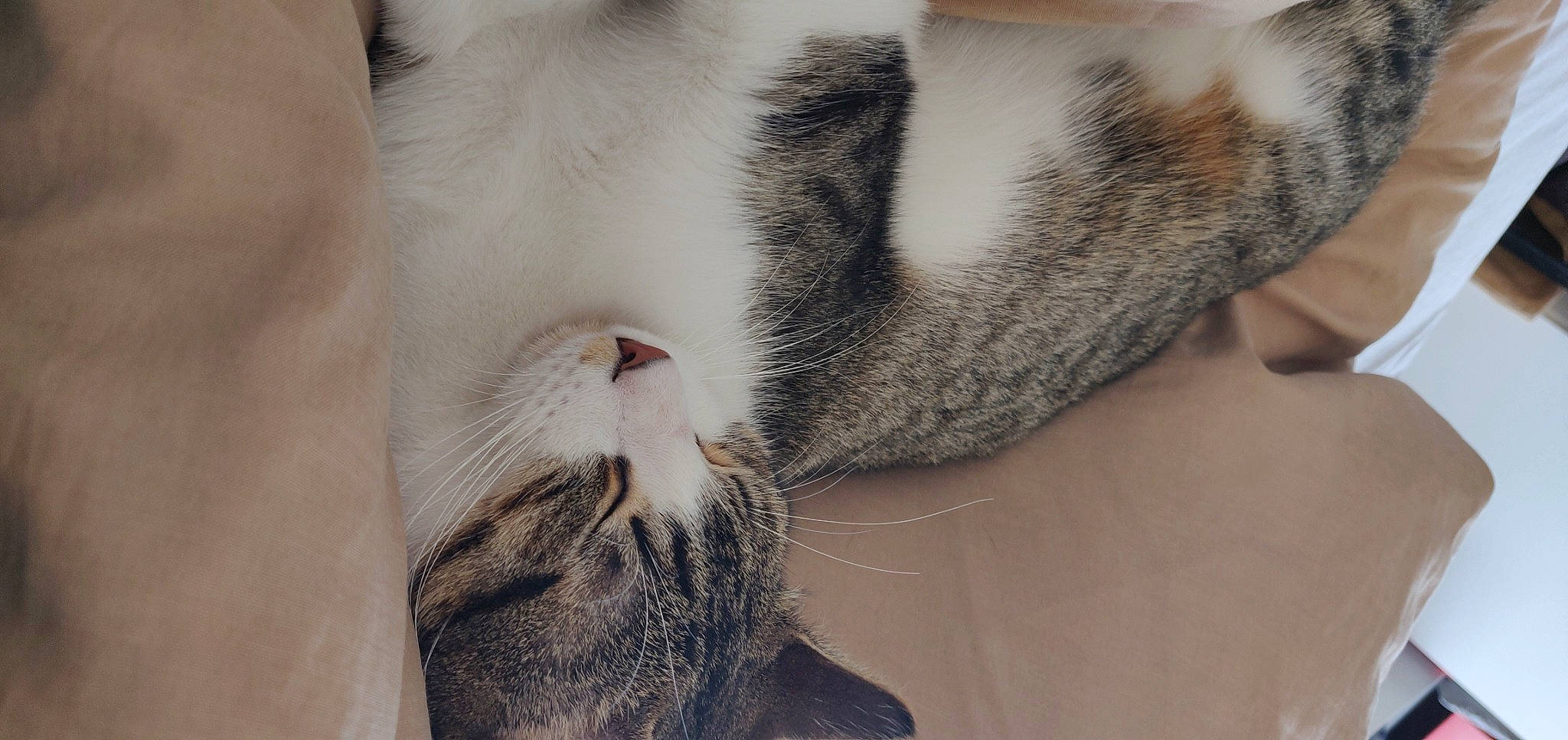 Gustave a rejoint le concours — aidez-le/la à gagner de superbes lots ! aegean_cat, carnivore, cat, claw, domestic_short_haired_cat, ear, european_shorthair, eye, fawn, felidae, fur, kitten, nose, paw, polydactyl_cat, skin, small_to_medium_sized_cats, snout, tail, whiskers