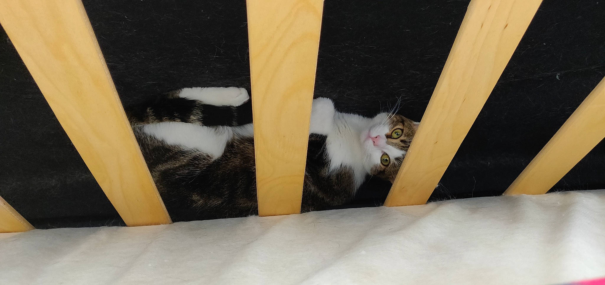 Norris participe au concours pour gagner de l'argent avec cette photo : carnivore, cat, domestic_long_haired_cat, domestic_short_haired_cat, felidae, fur, kitten, norwegian_forest_cat, persian, room, small_to_medium_sized_cats, tail, turkish_van, whiskers