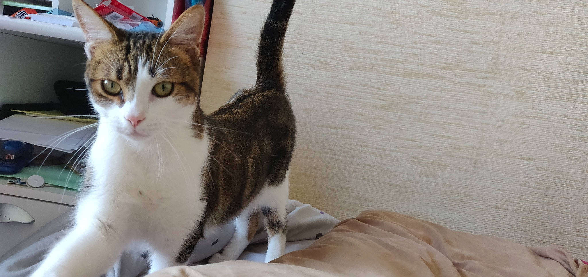 Norris a rejoint le concours — aidez-le/la à gagner de superbes lots ! aegean_cat, american_shorthair, american_wirehair, arabian_mau, asian, carnivore, cat, domestic_short_haired_cat, dragon_li, european_shorthair, felidae, kitten, mammal, oriental_longhair, polydactyl_cat, small_to_medium_sized_cats, tabby_cat, tail, whiskers