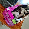 cat, kitten, pet, animal, lying_down, inside_box, cardboard_box, pink_box, black_and_white, tabby, white_paws, green_eyes, whiskers, ears, face, indoor, wooden_table, home, photography, cute