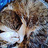 Titine participe au concours pour gagner de l'argent avec cette photo : cat, tabby, white_fur, brown_fur, curled_up, sleeping, resting, close_up, fur, whiskers, pink_nose, paws, indoor, blanket, blue_fabric, patterned_background, pet, relaxed, cute, photography