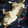 Titine participe au concours pour gagner de l'argent avec cette photo : cat, pet, feline, animal, lying_down, upside_down, relaxed, playful, paws, whiskers, eyes, tabby, white_fur, brown_fur, blanket, bed, indoors, portrait, cute, sleeping